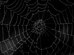 Black web