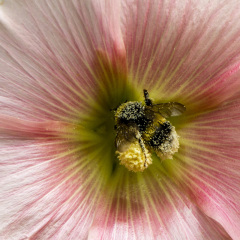 Pollensamler